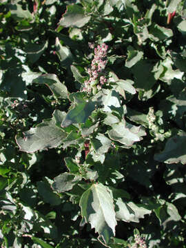 Imagem de Chenopodium album L.