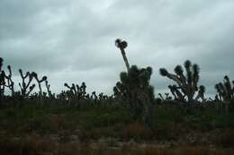 Image of Joshua tree