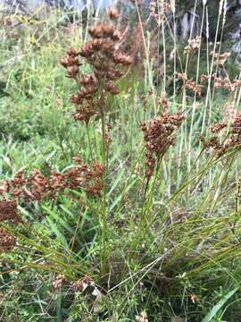 صورة Juncus capensis Thunb.