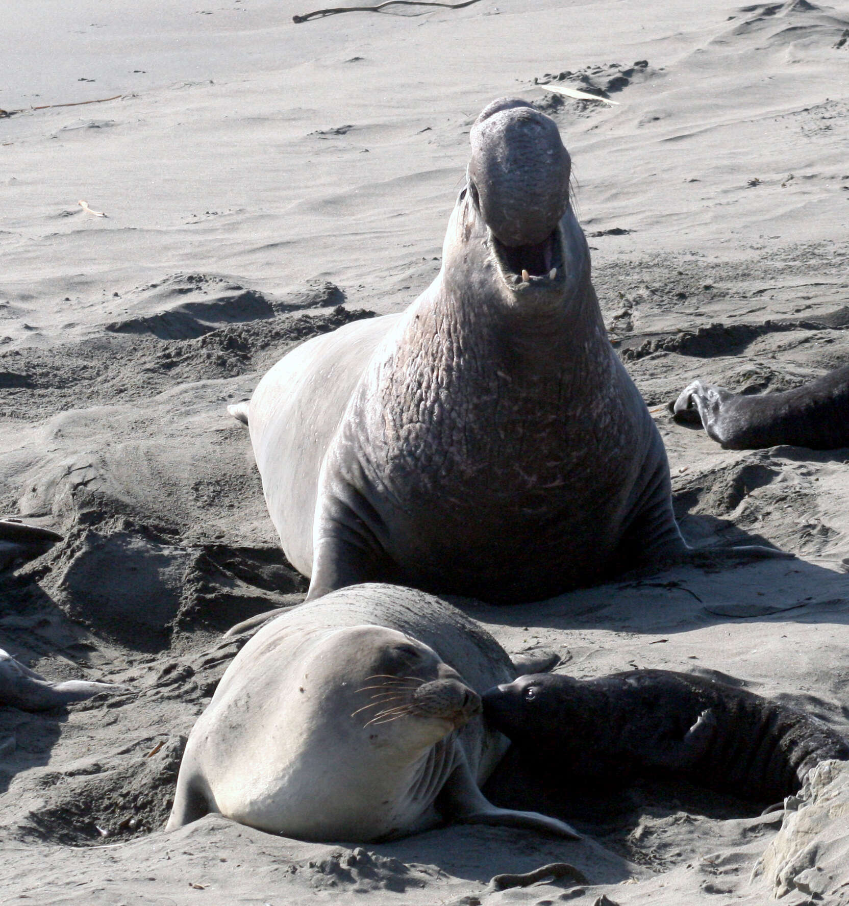 Image of Northern Elephant Seal