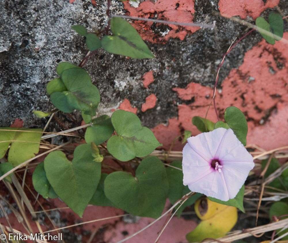 Image of Ipomoea sagittifolia Burm. fil.