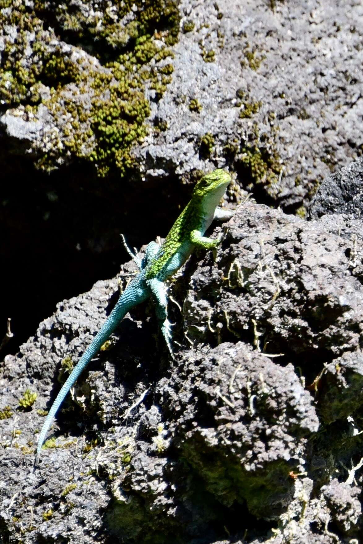 Image of Thin Tree Iguana