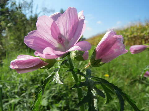 Image of musk mallow