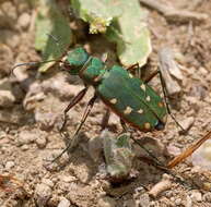 Image of Cicindela (Cicindela) clypeata Fischer von Waldheim 1821