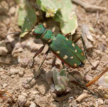 Image of Cicindela (Cicindela) clypeata Fischer von Waldheim 1821