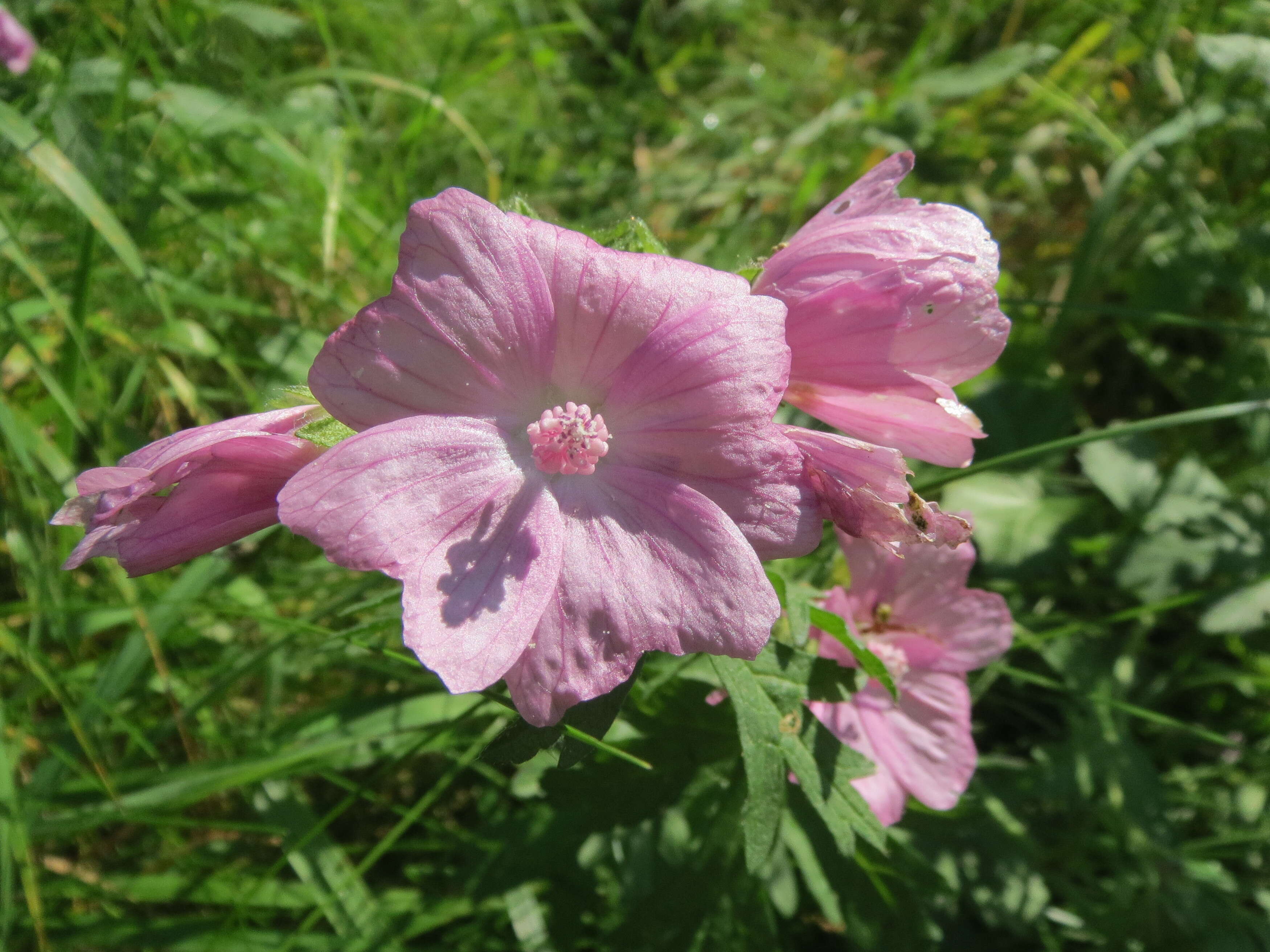 Image of musk mallow