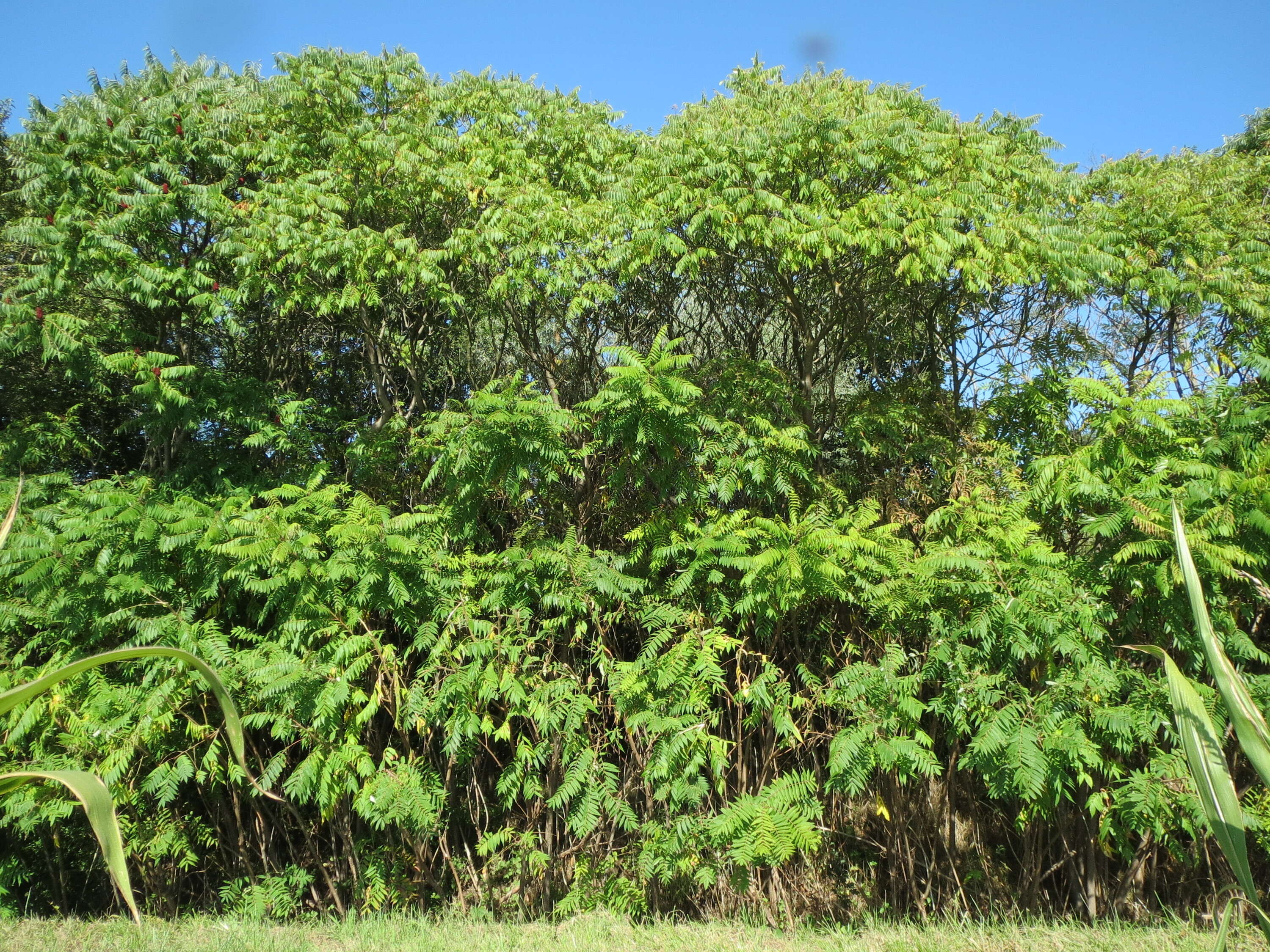 Image de Sumac vinaigrier