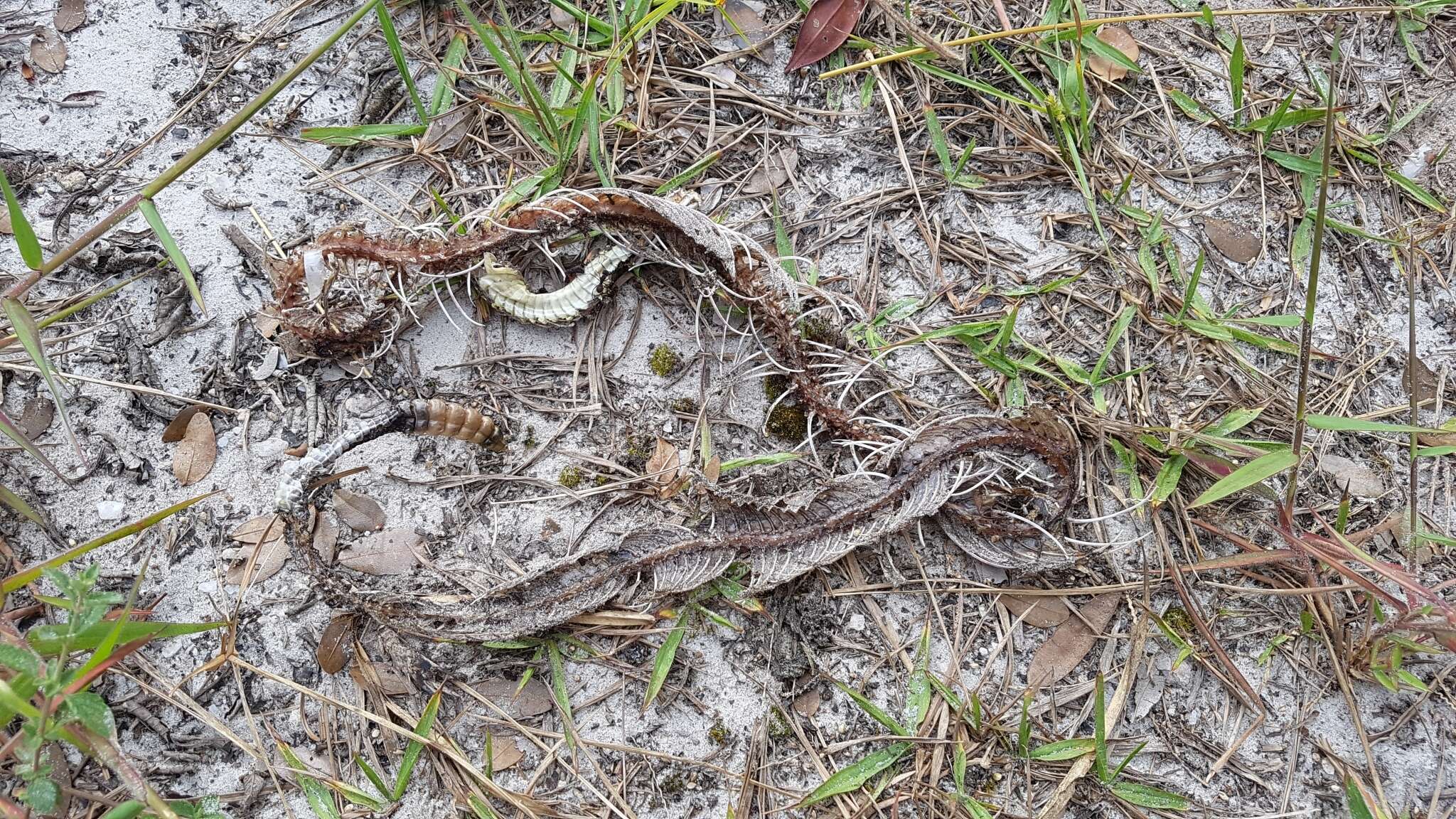 صورة Crotalus durissus terrificus (Laurenti 1768)