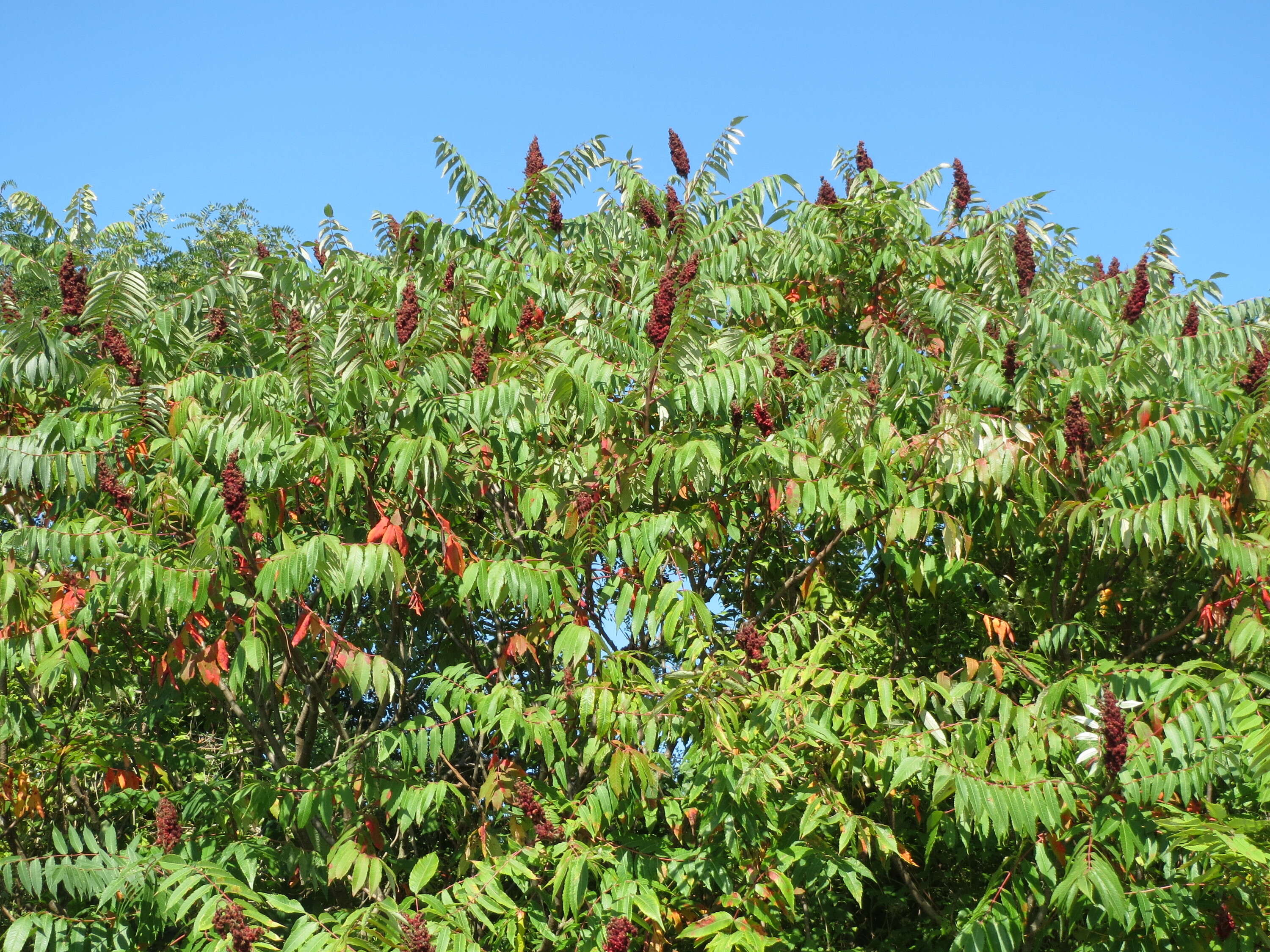 Image of staghorn sumac