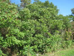 Image of staghorn sumac