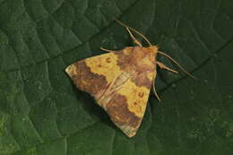 Image of Tiliacea aurago