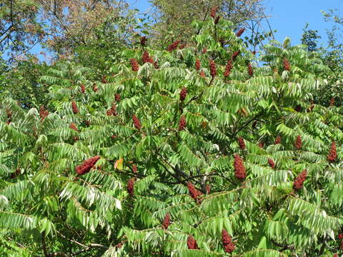 Image of staghorn sumac