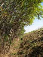 Image of staghorn sumac