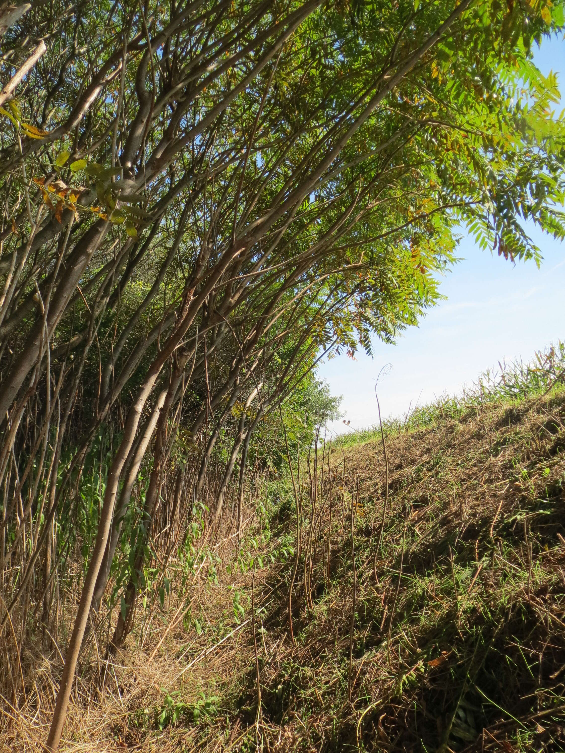 Image of staghorn sumac