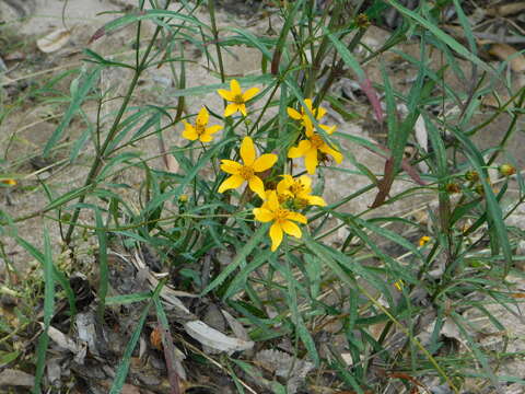 صورة Bidens aurea (Ait.) Sherff