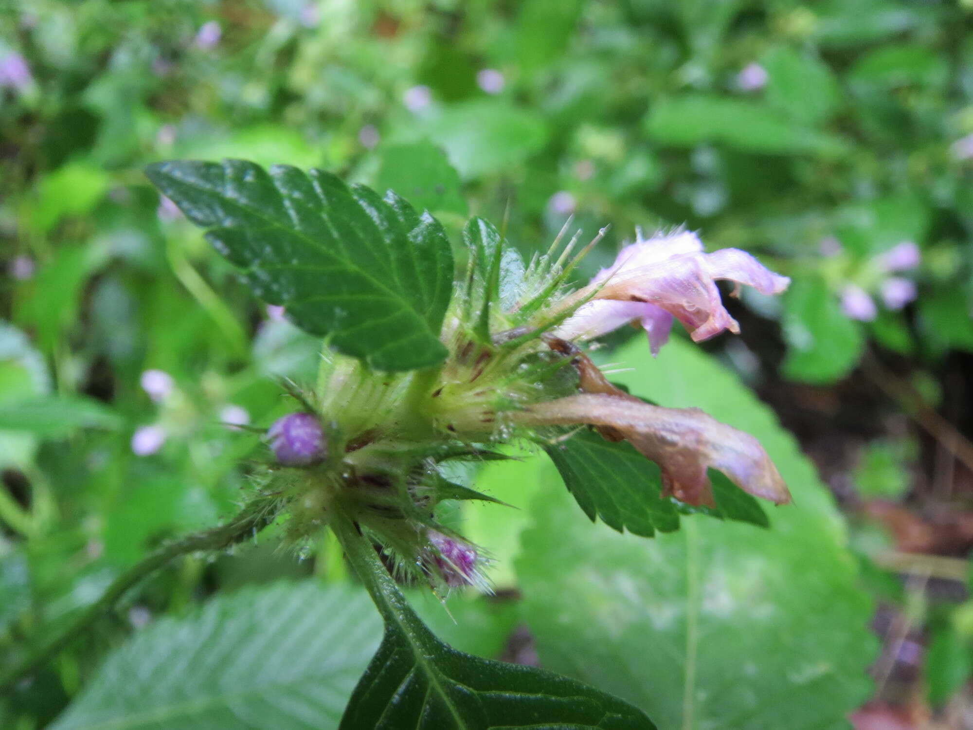 Image of lesser hemp-nettle