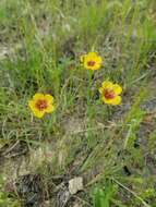 Image of stiffstem flax