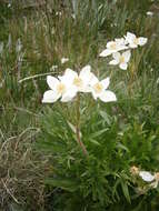 Imagem de Anemonastrum narcissiflorum subsp. narcissiflorum