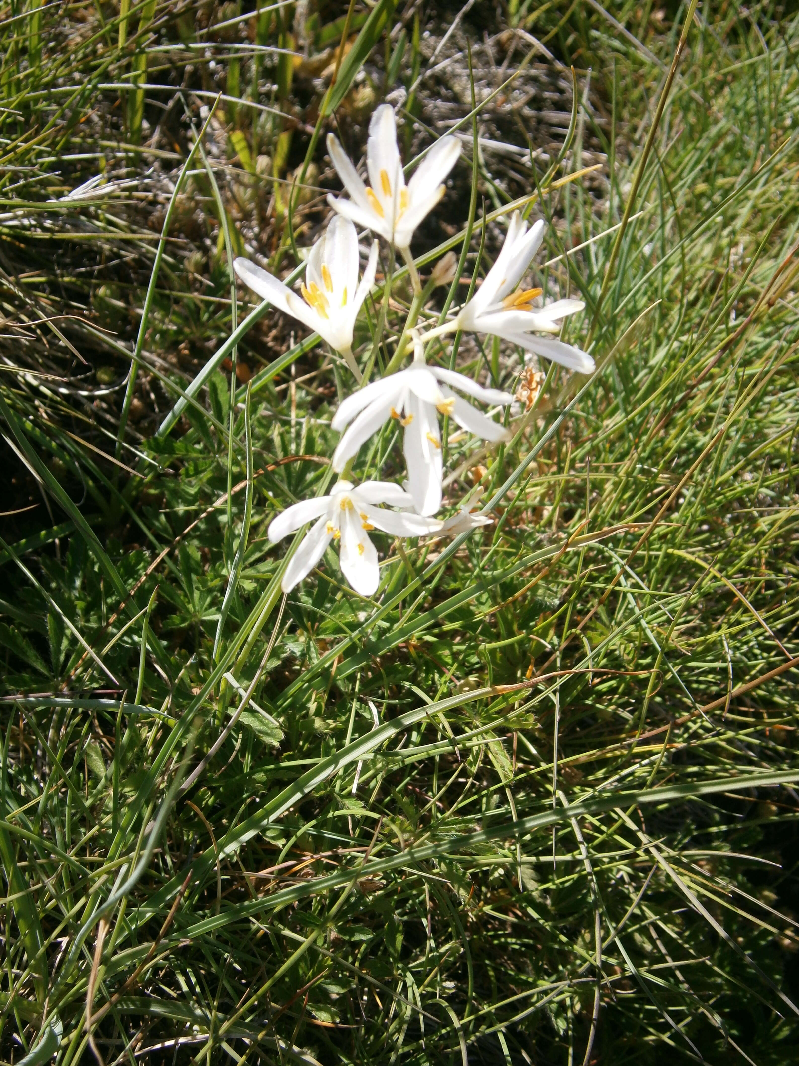 Image of St. Bernard’s lily