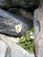 Image of alpine rockcress