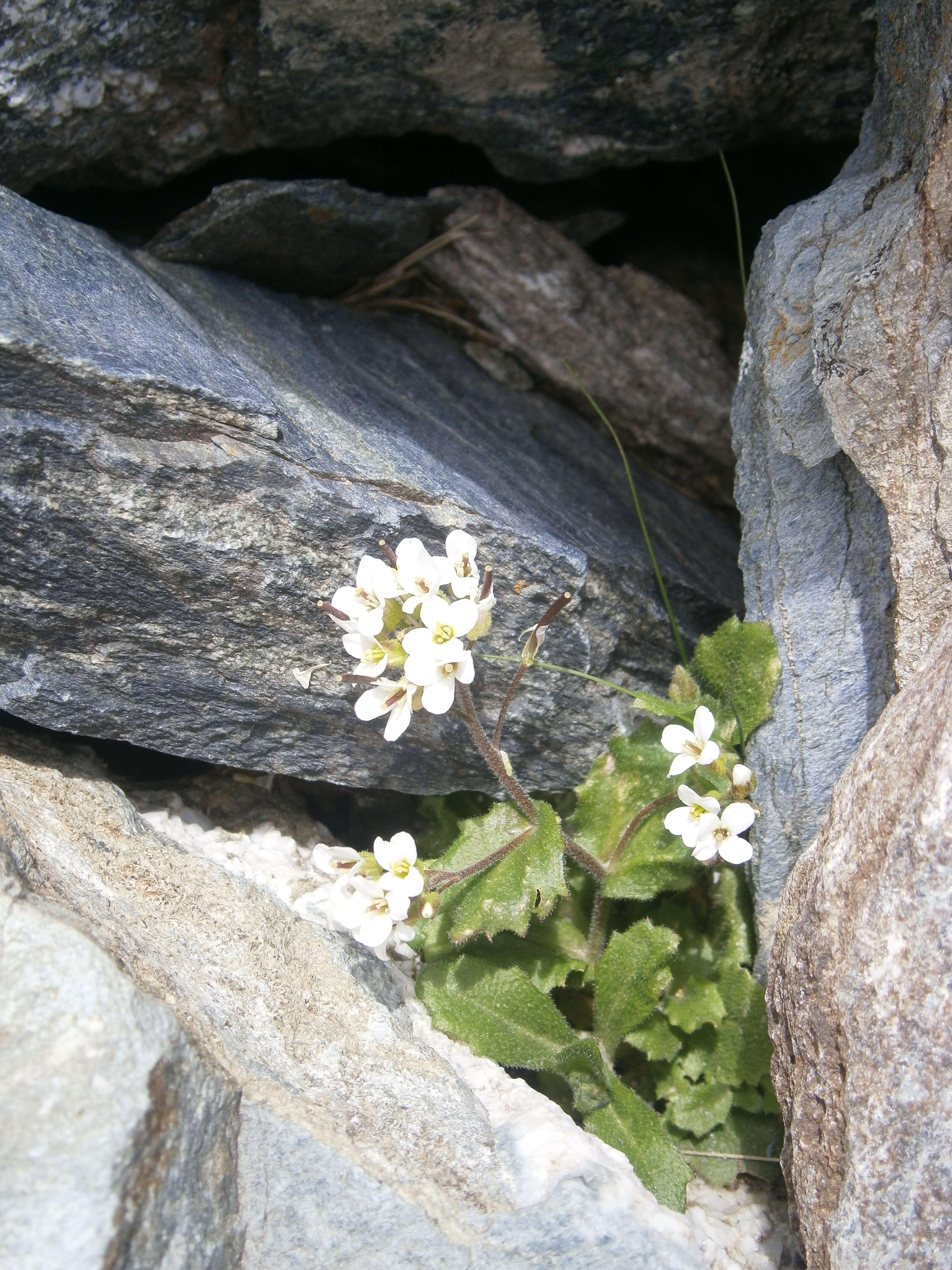 Image of alpine rockcress