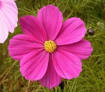 Image of garden cosmos