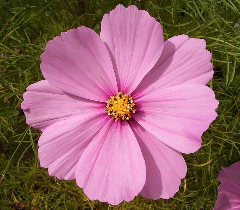 Image of garden cosmos