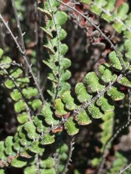 Image of hybrid cloakfern