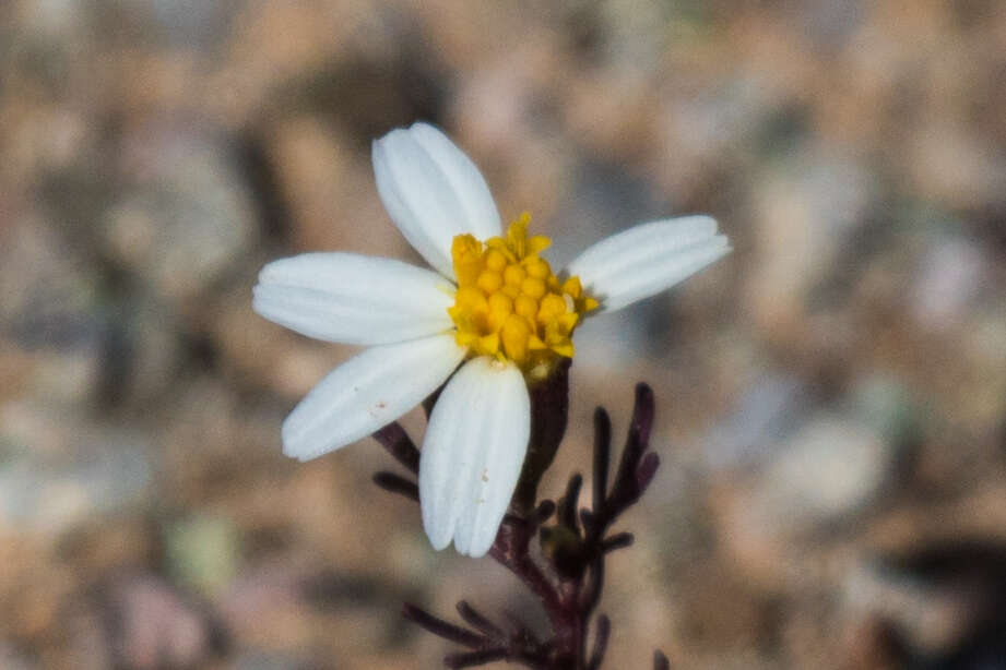 Image of Sonoran pricklyleaf