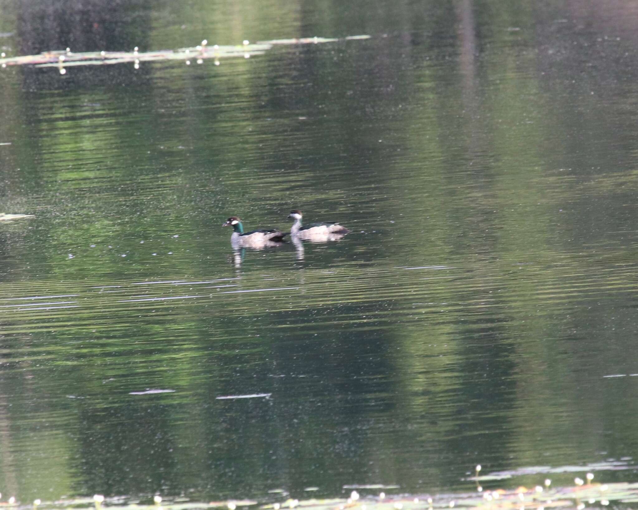 Image of Green Pygmy Goose