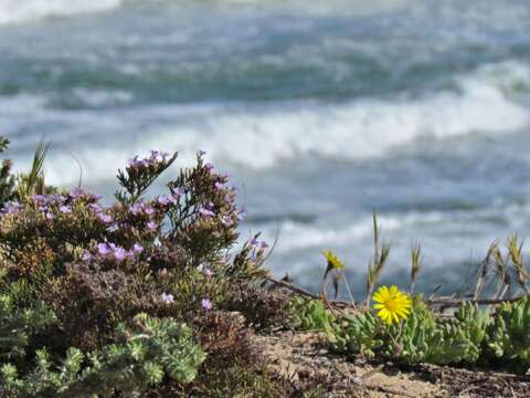 Imagem de Limonium scabrum (Thunb.) Kuntze