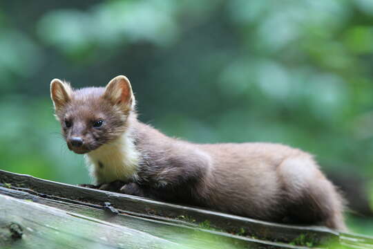 Image of European Pine Marten