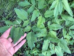 Image of California angelica