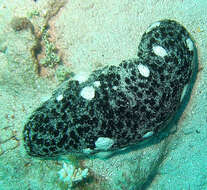 Image of Black Teatfish