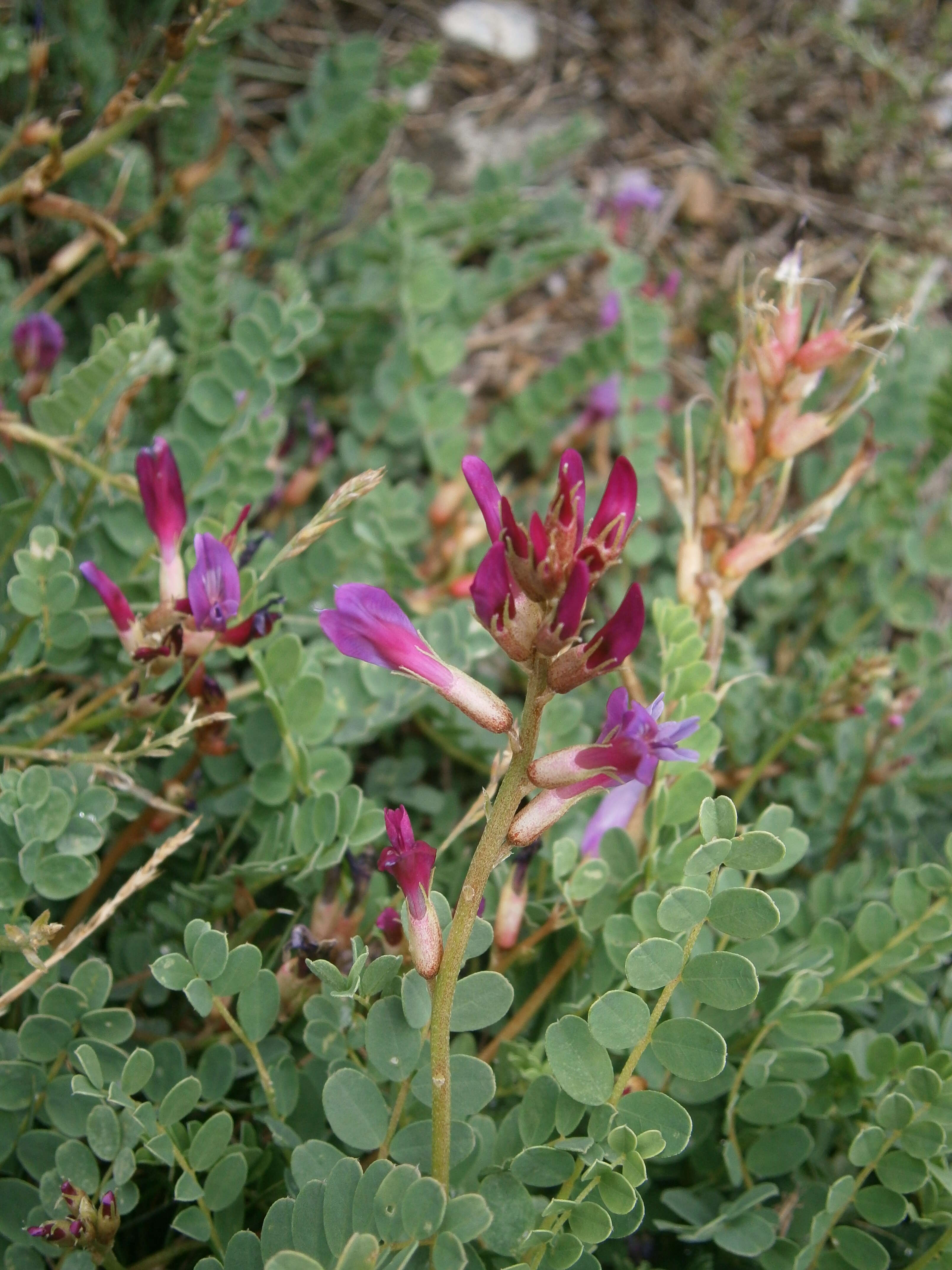 Image of Montpellier milkvetch