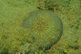 Image of Echinomorpha nishihirai (Veron 1990)