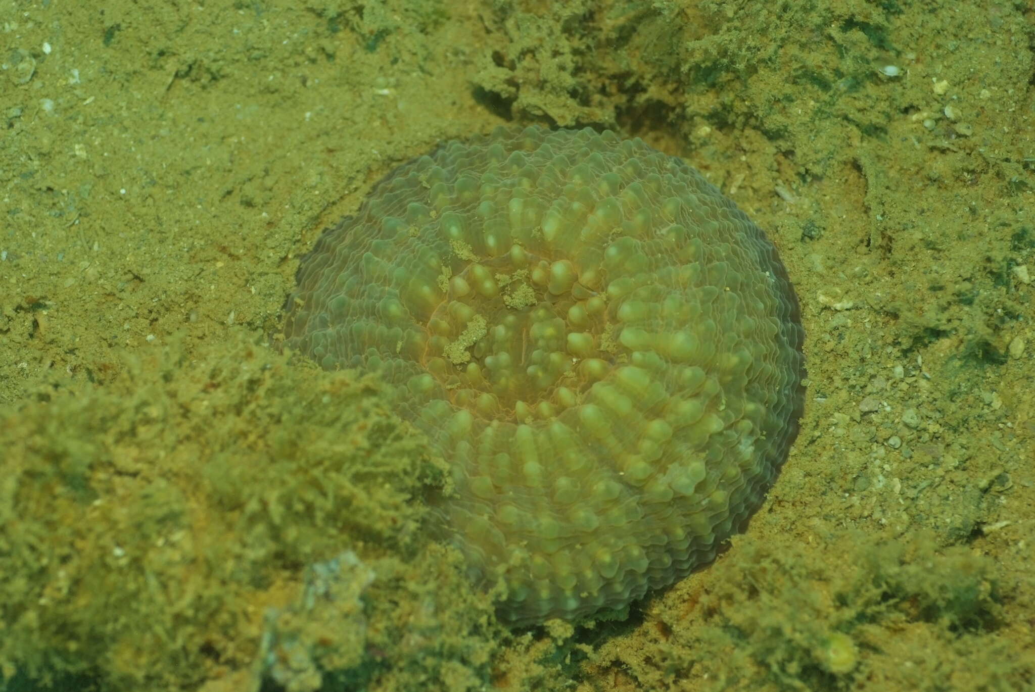 Image of Echinomorpha nishihirai (Veron 1990)