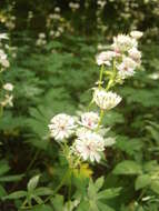 Imagem de Astrantia major L.