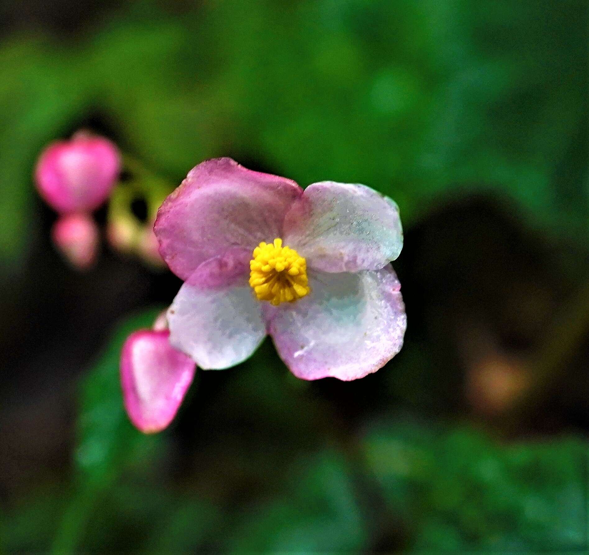 Image of Begonia formosana (Hayata) Masam.