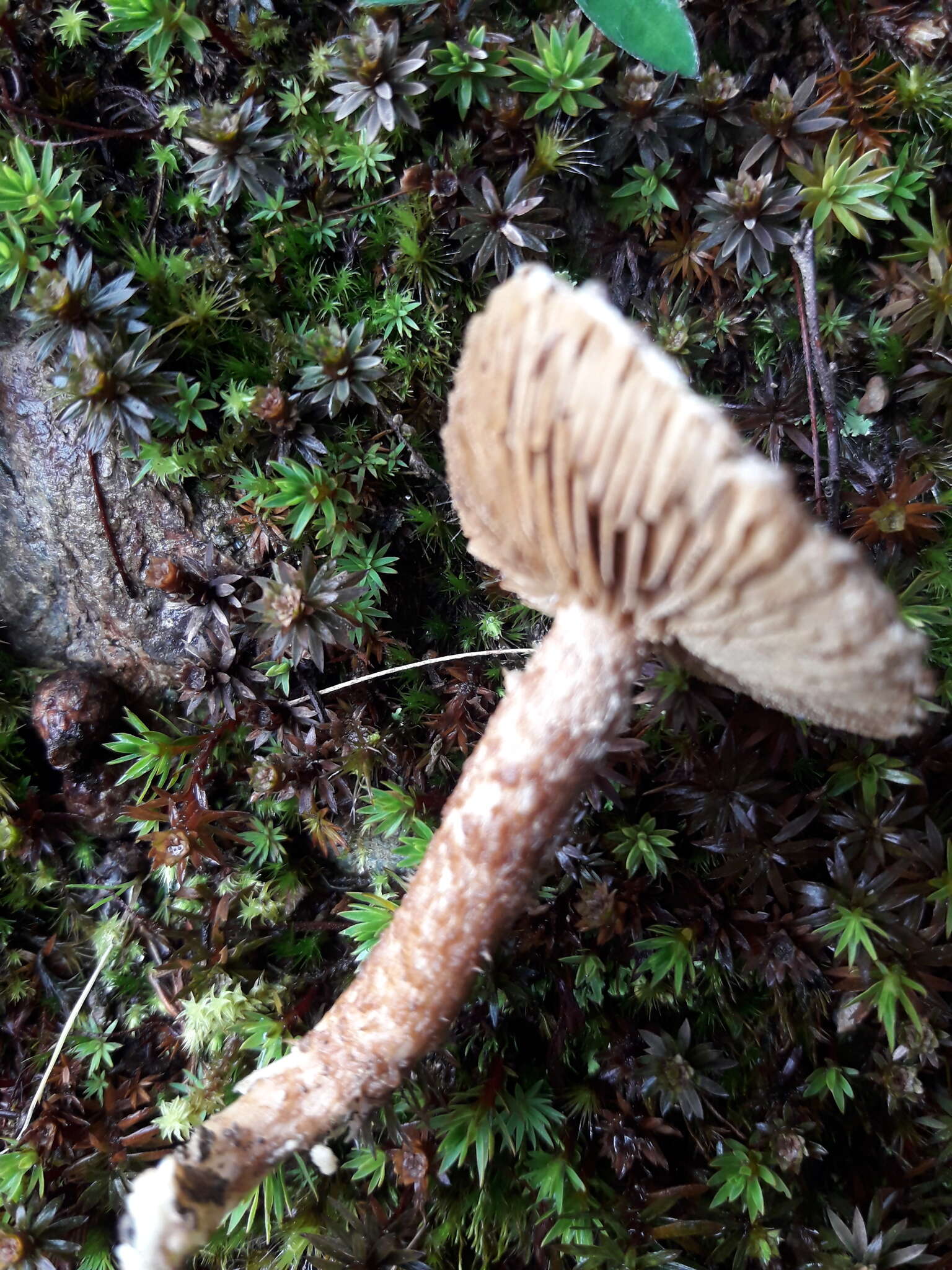 Image of Inocybe hystrix (Fr.) P. Karst. 1879