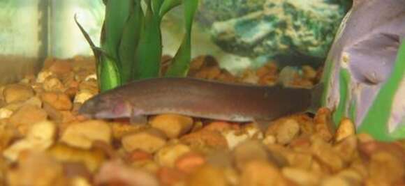 Image of Java Loach