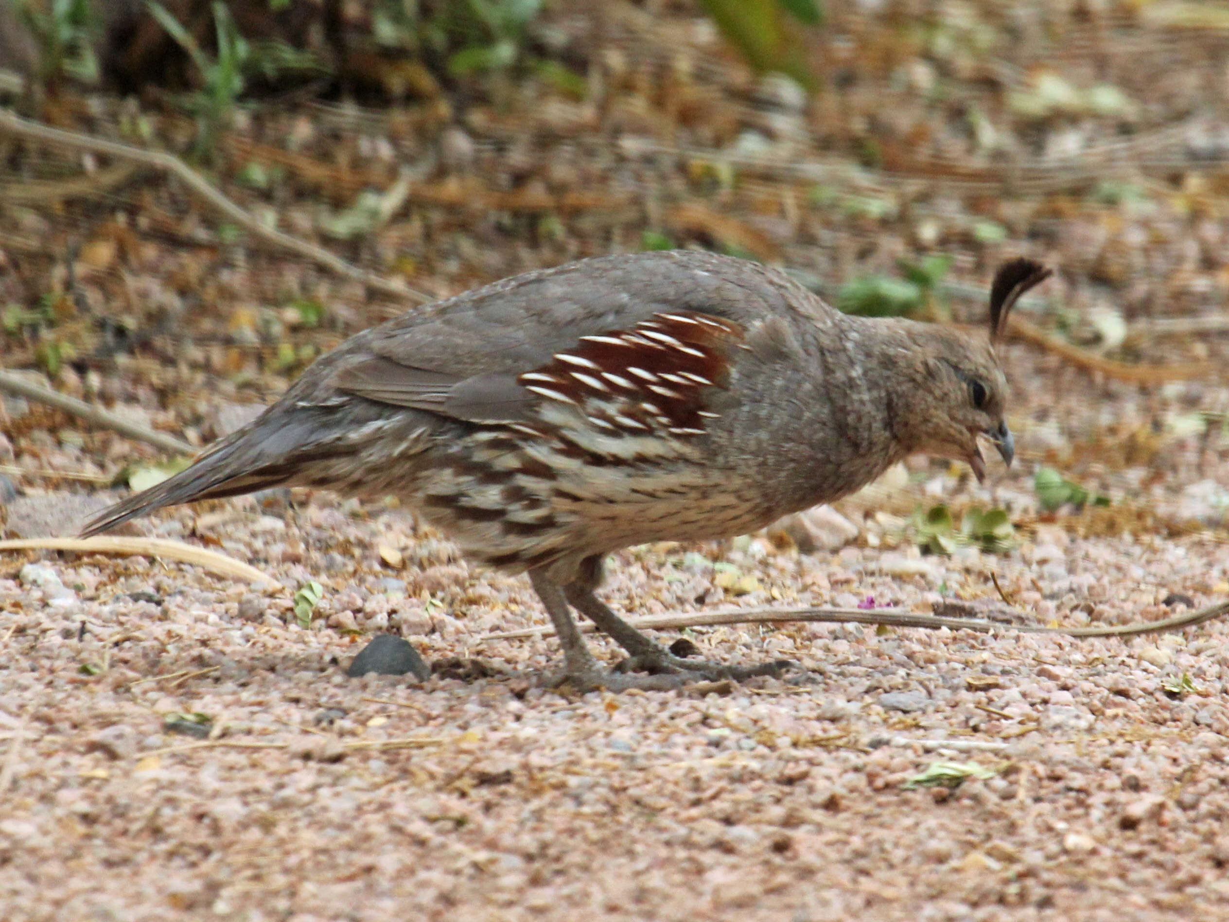 Image of Callipepla Wagler 1832