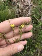 Image of Sandplain Flax