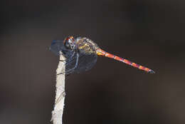 Sivun Elasmothemis cannacrioides (Calvert 1906) kuva