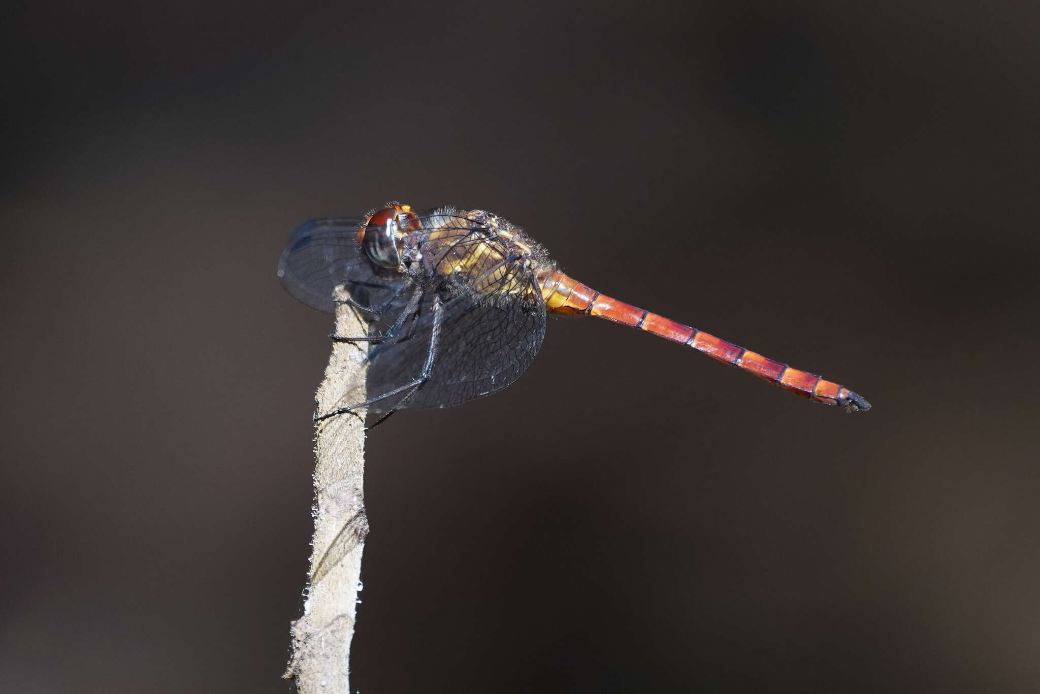 Sivun Elasmothemis cannacrioides (Calvert 1906) kuva