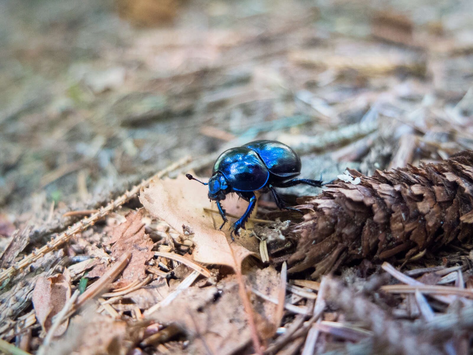 Image of Anoplotrupes