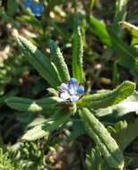 Image of Anchusa thessala Boiss. & Spruner