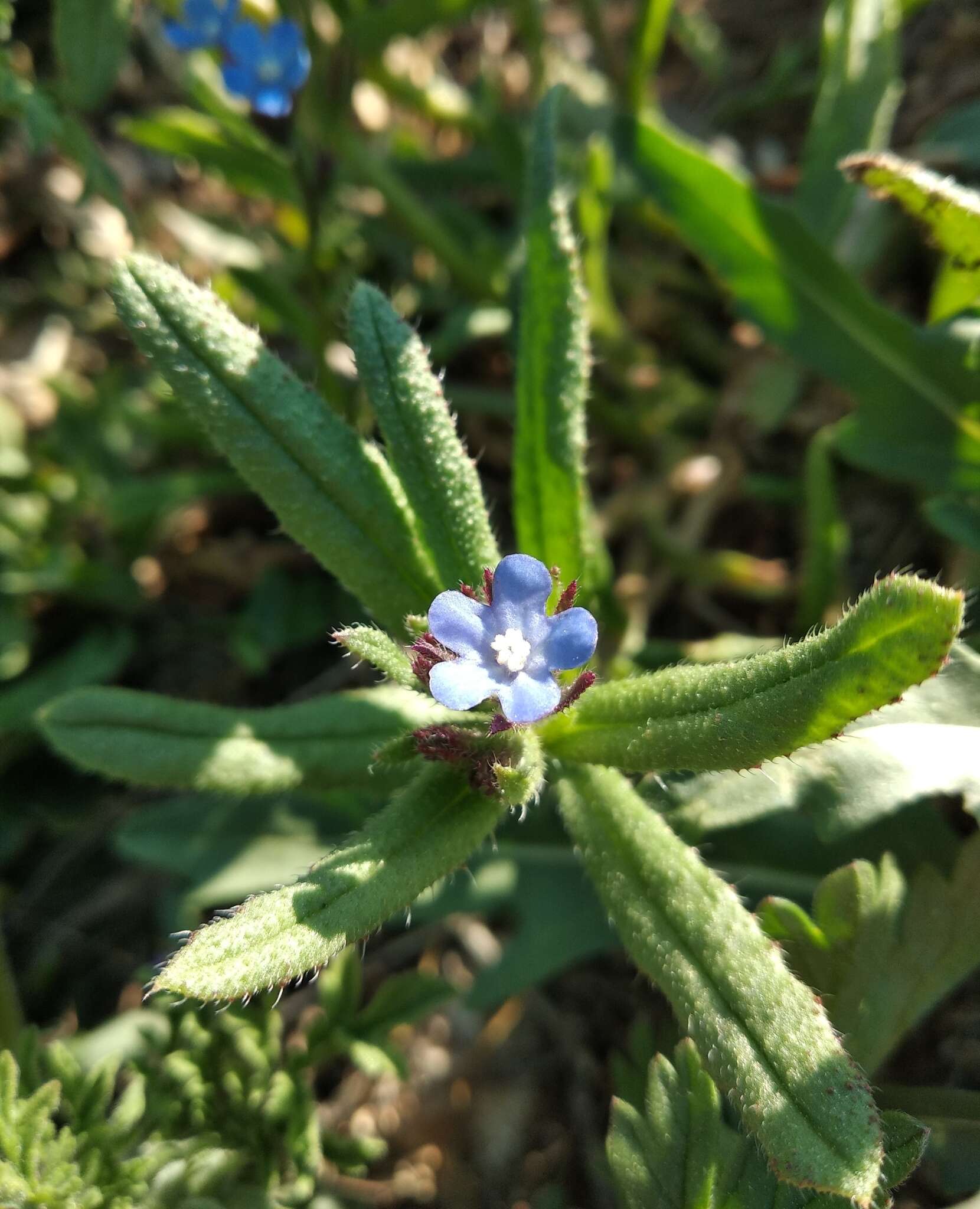 Image of Anchusa thessala Boiss. & Spruner