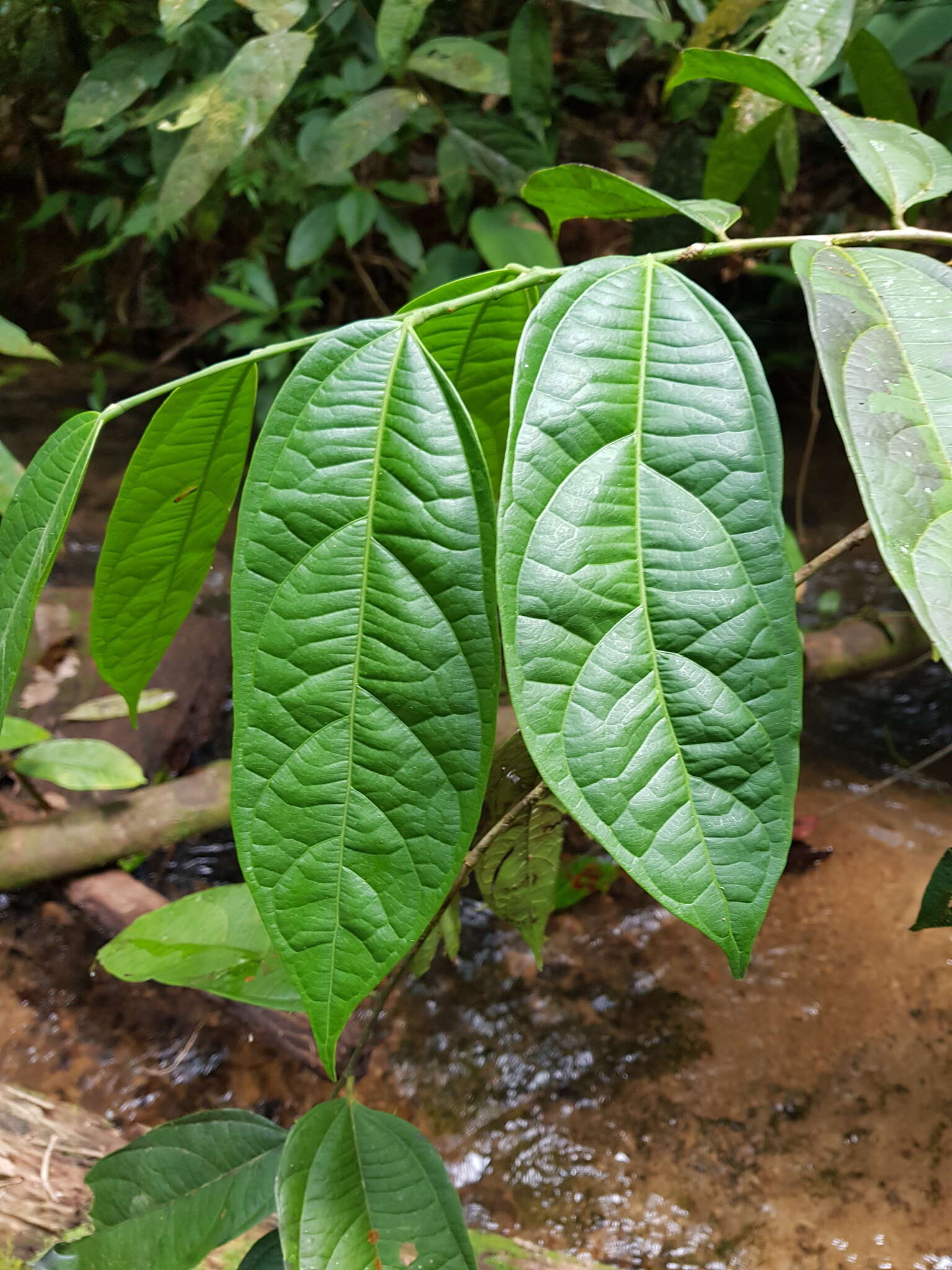 Imagem de Mortoniodendron cauliflorum Al. Rodr.