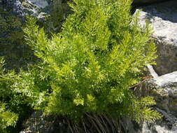 Image of parsley fern